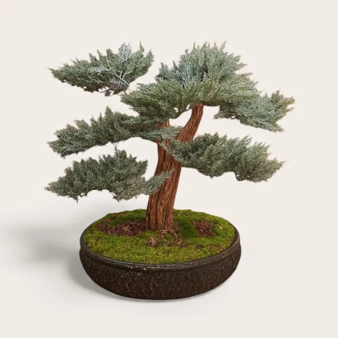 MASA ÜSTÜ ARDIÇ AĞACI (55CM VE 60 CM ARASI)